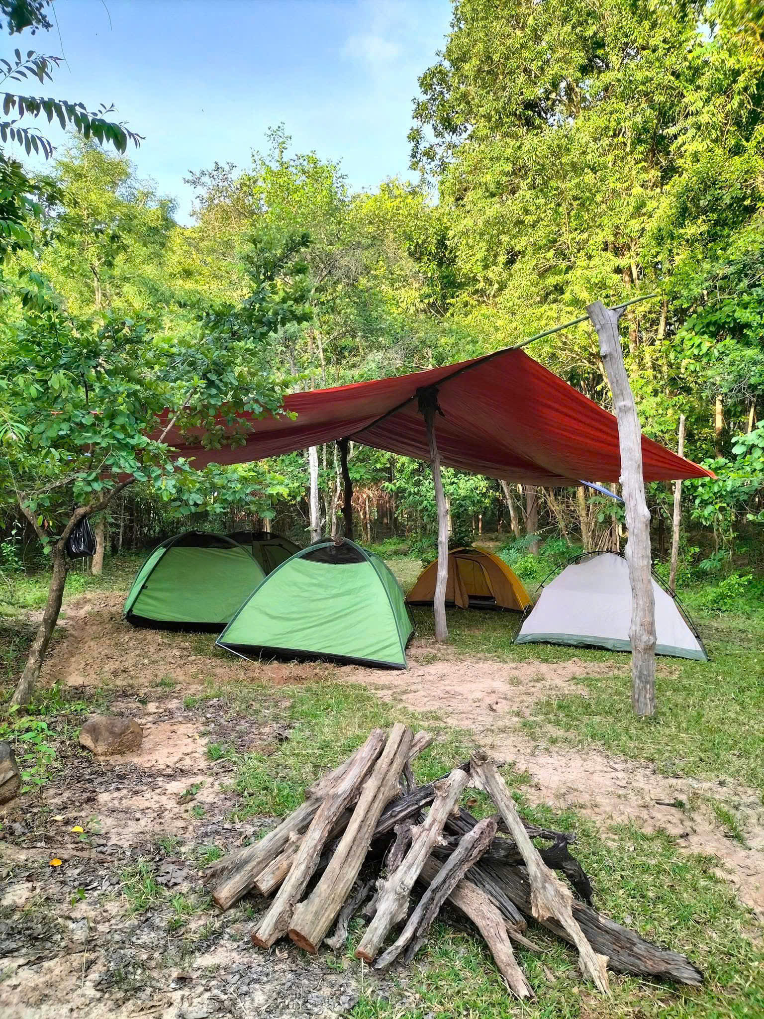Camping site with three tents and a stack of firewood in the dipterocarp forest of Đắk Lắk